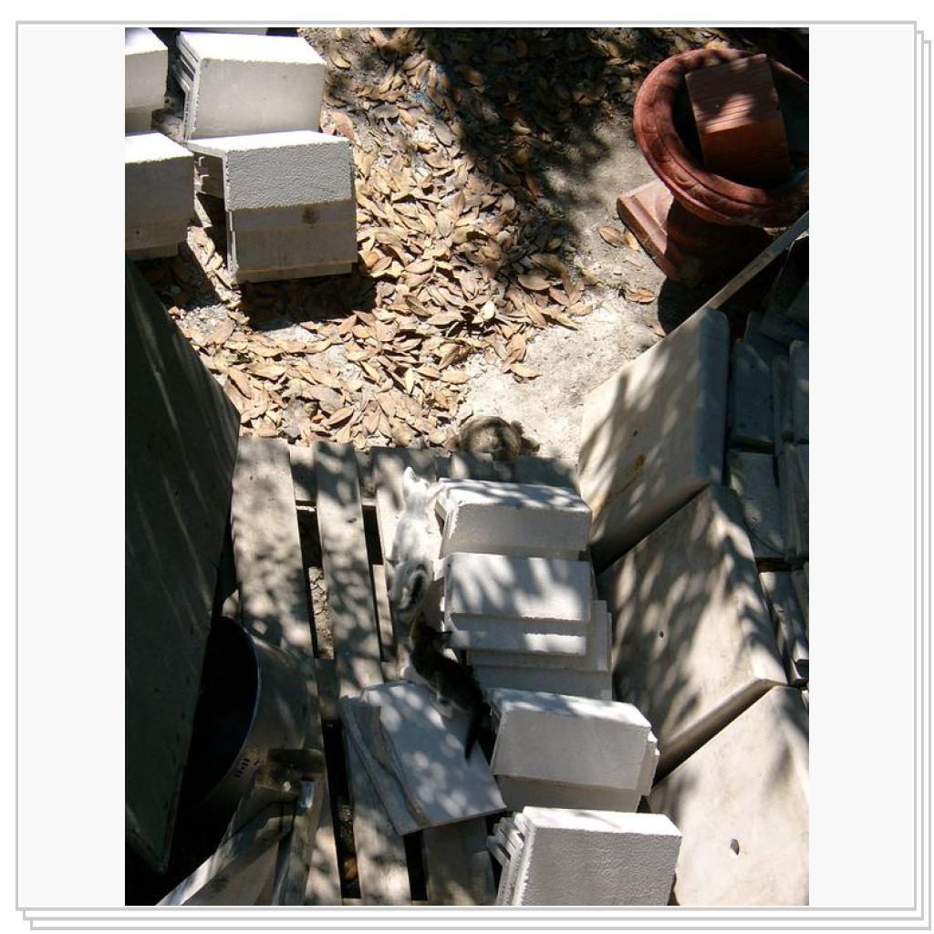 Котята и черепаха.Часть 1-ая