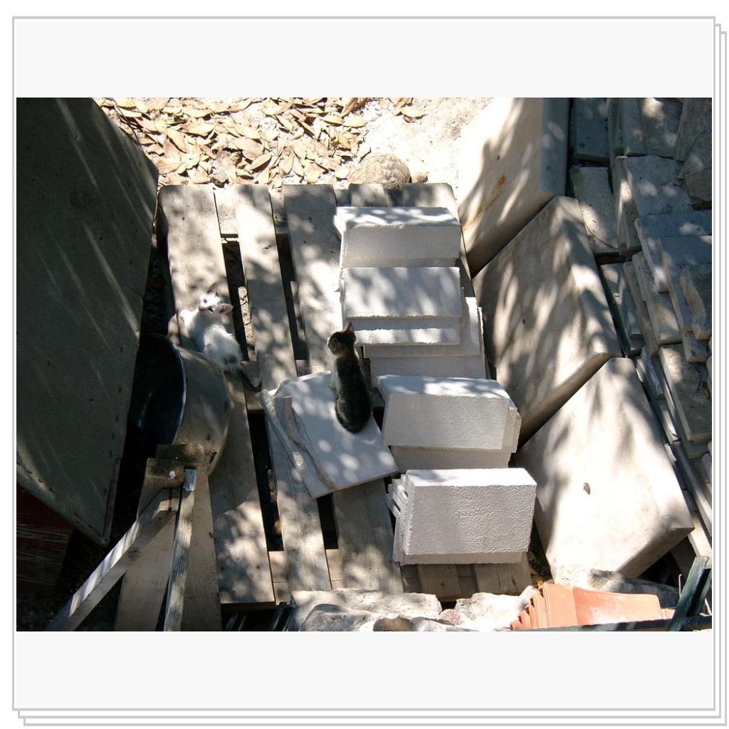 Котята и черепаха.Часть 3-ая. Эй! ты чего там фотографируешь?