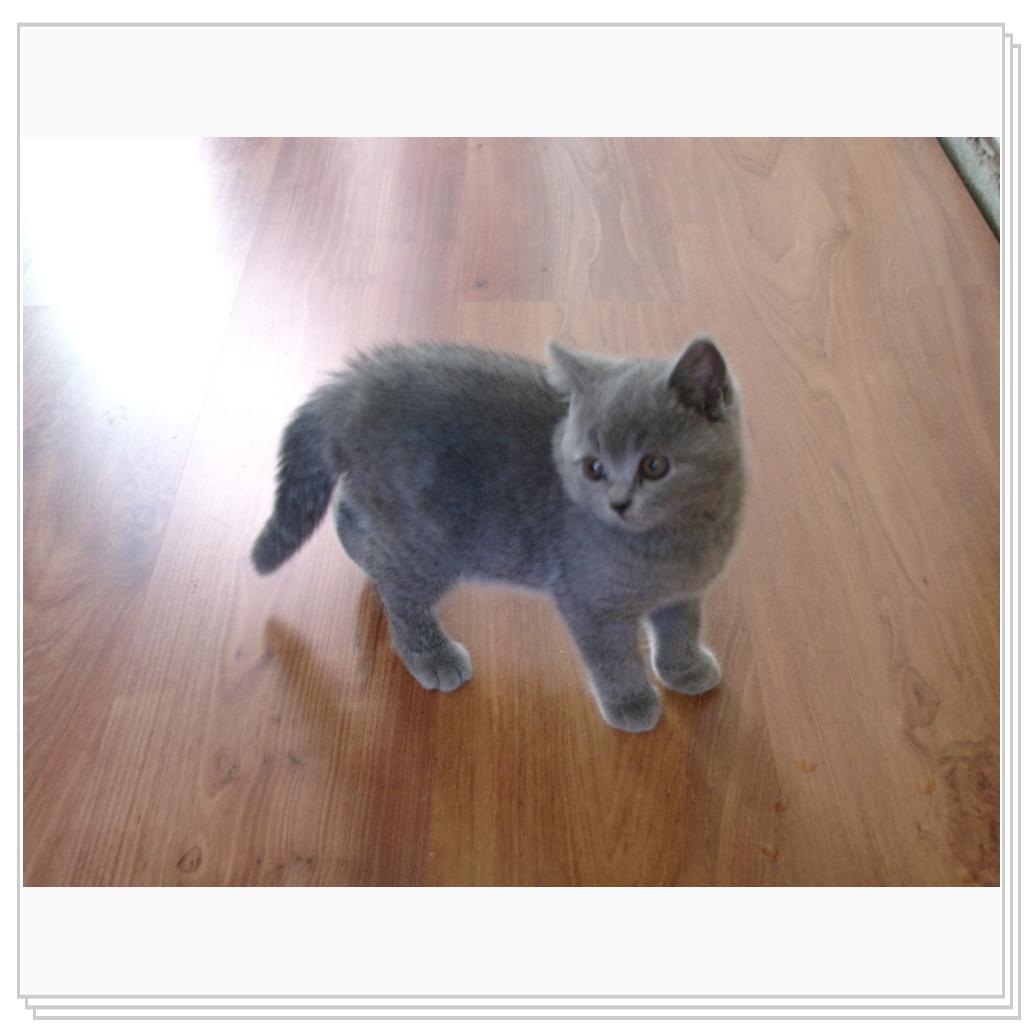 Альбион (Albion)