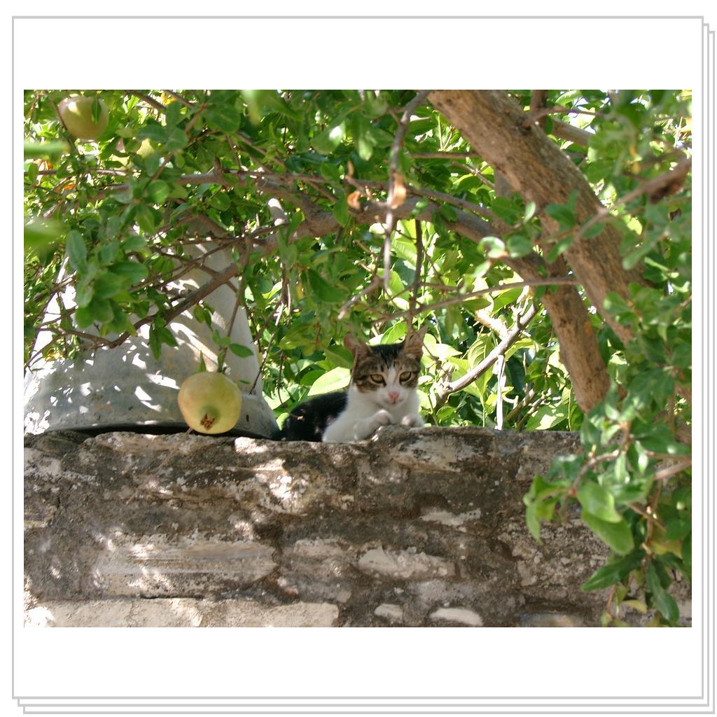 Кошки Кипра