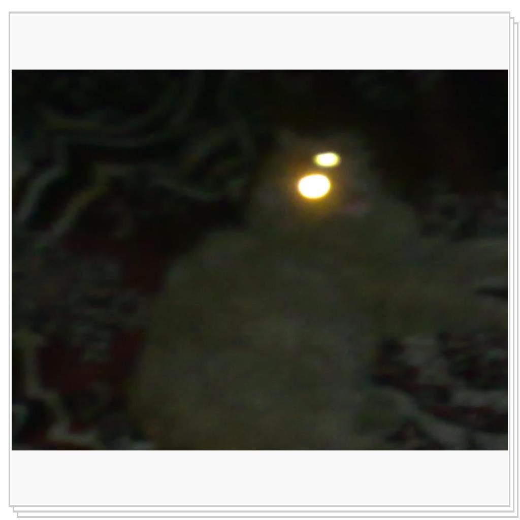 кошечка Лори