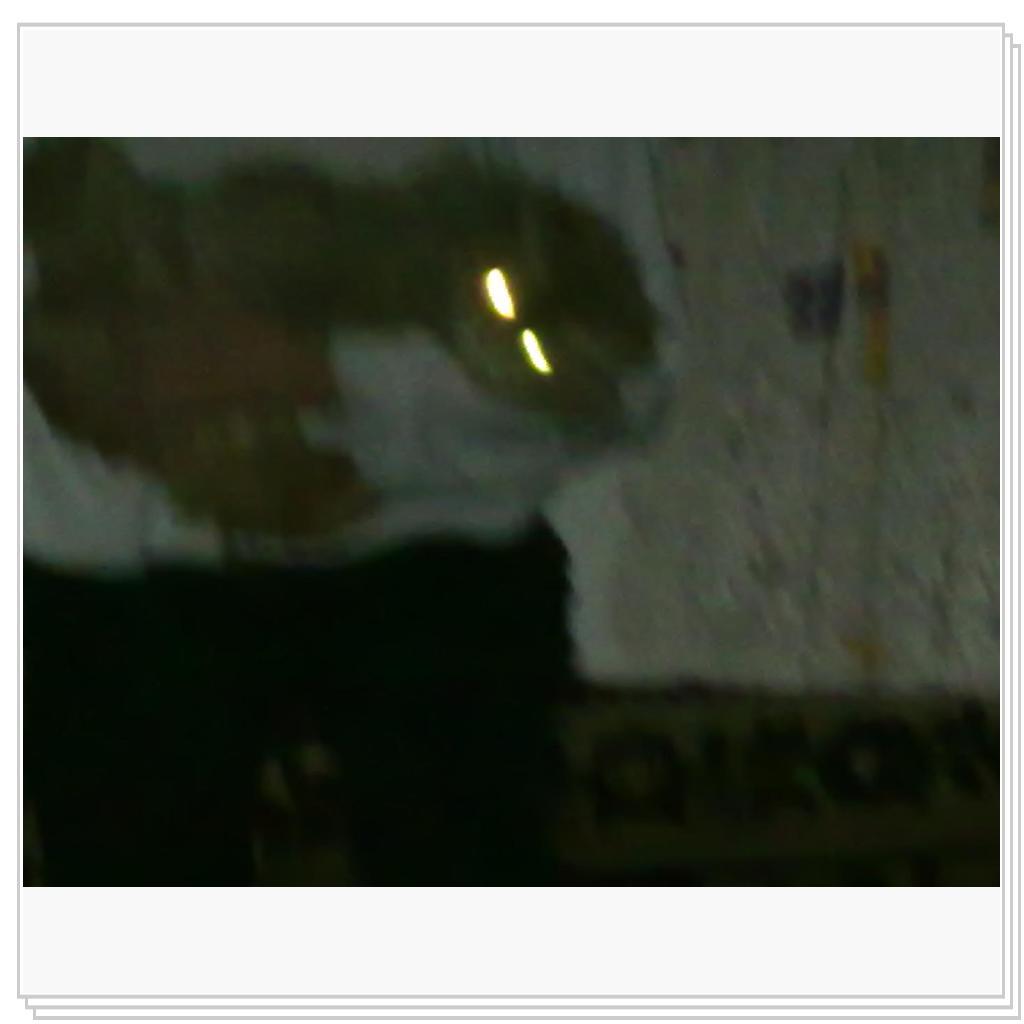 кошечка Лори