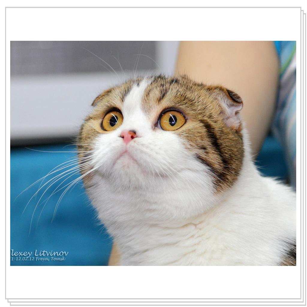 Питомник MIRANIS!