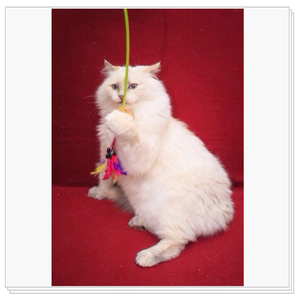 Просто кошки