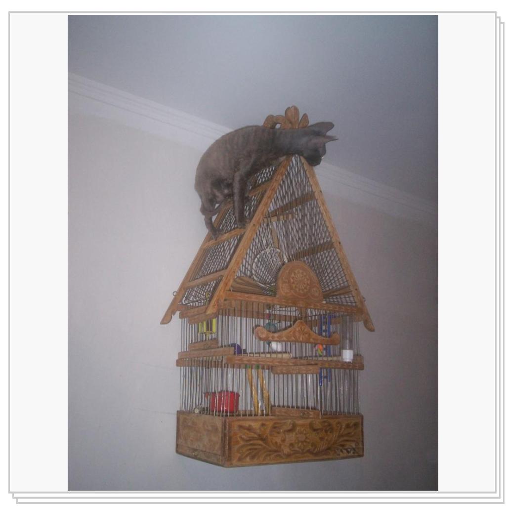 Ой, а где же птички?!