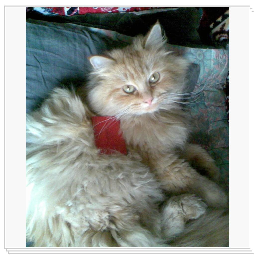 кошечка Лори