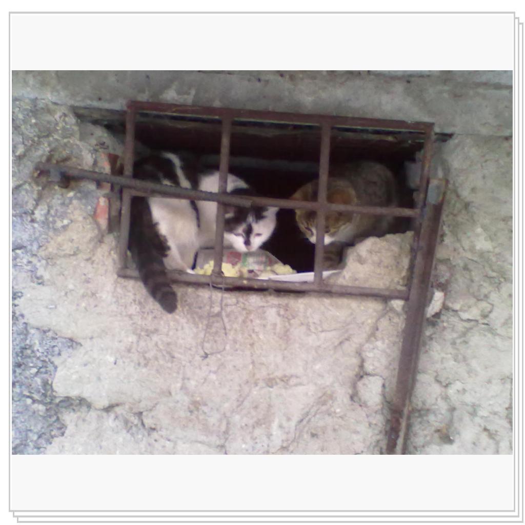 Мои Подопечные