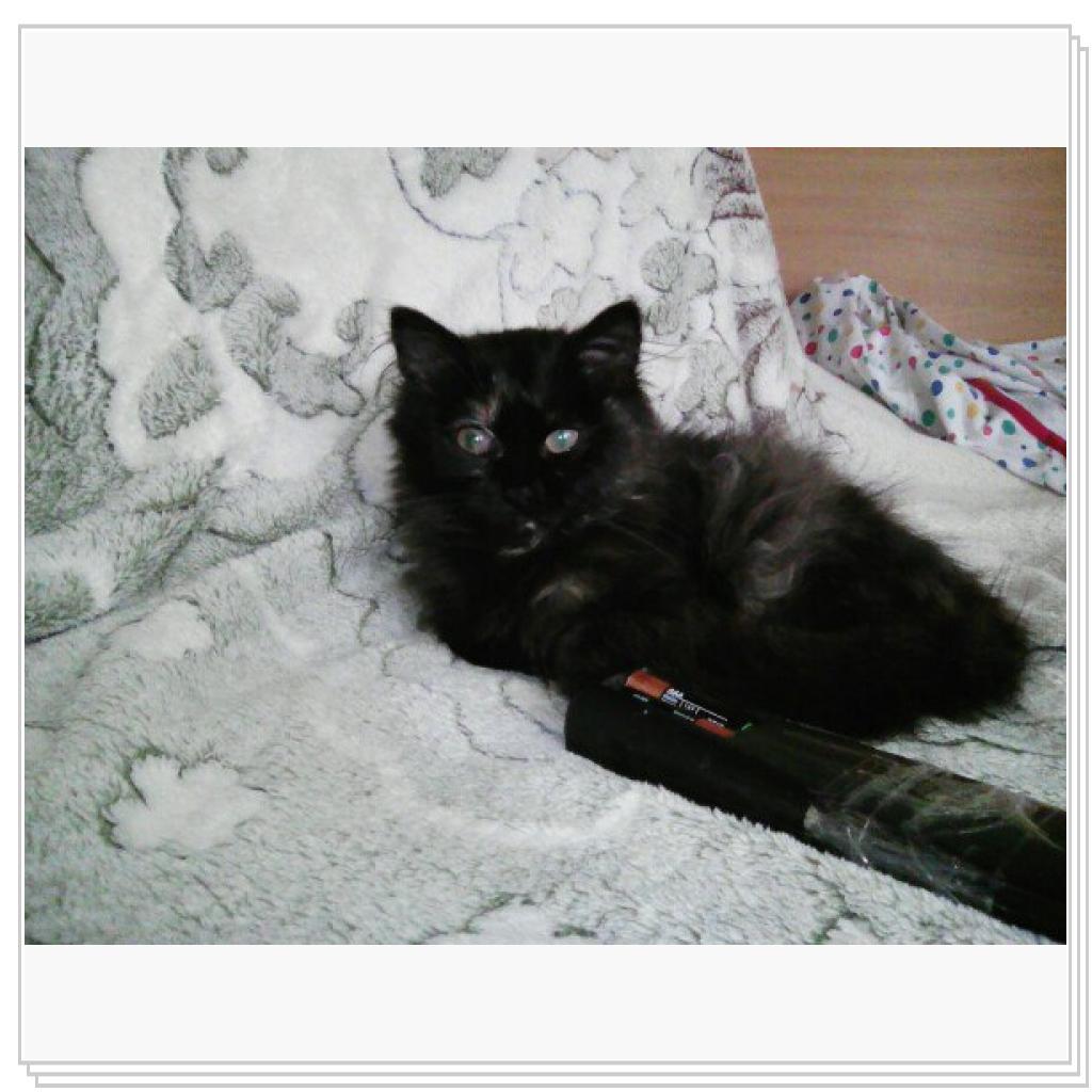 Любимицы Жуля и Муся))