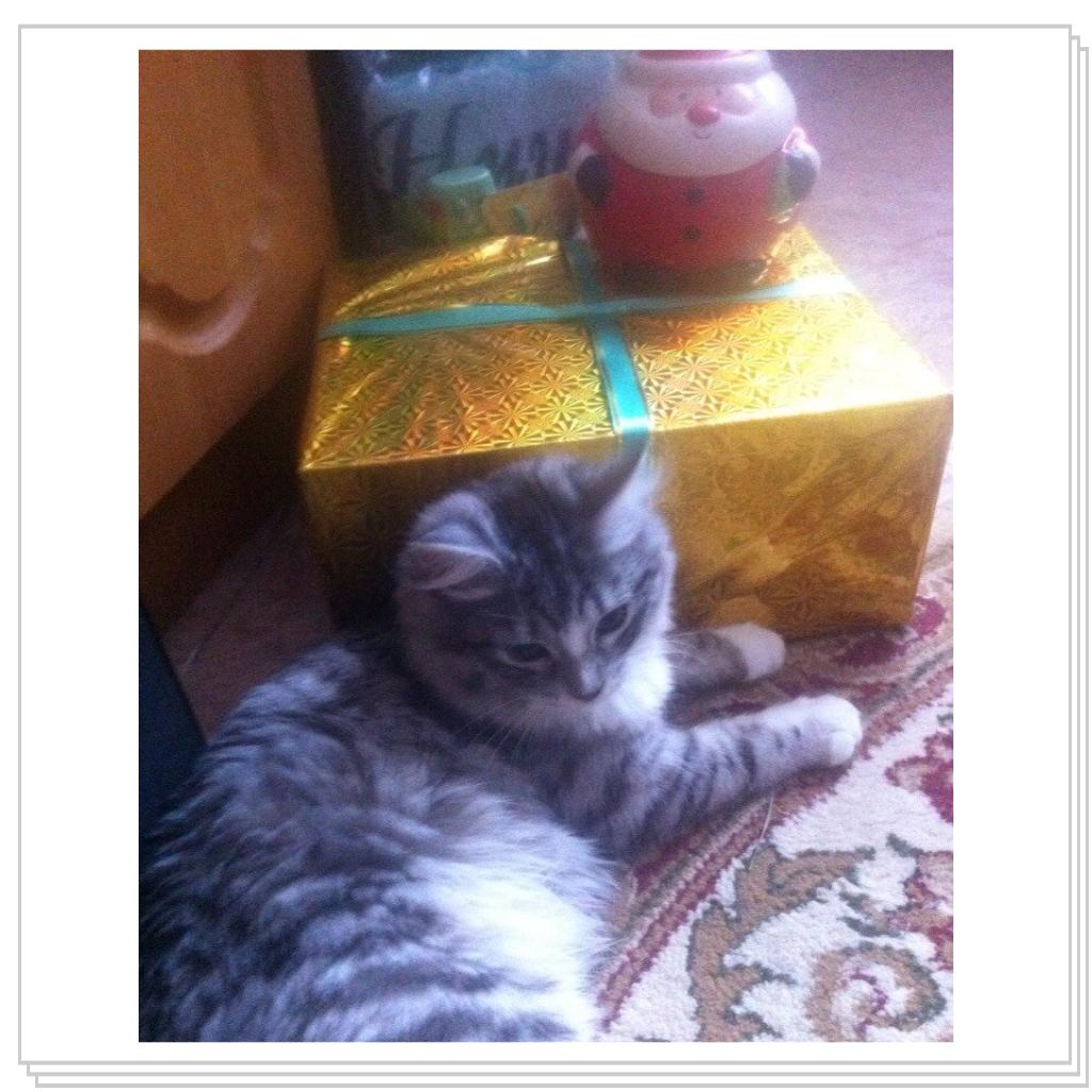 С Новым Годом мяууу