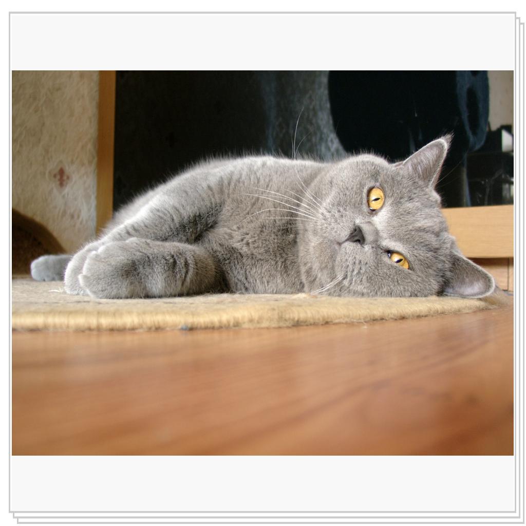 Альбион- голубой британский кот. И этим все сказано!))