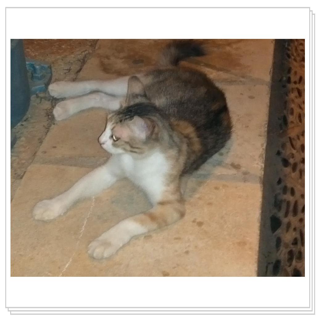 Кошки Кипра