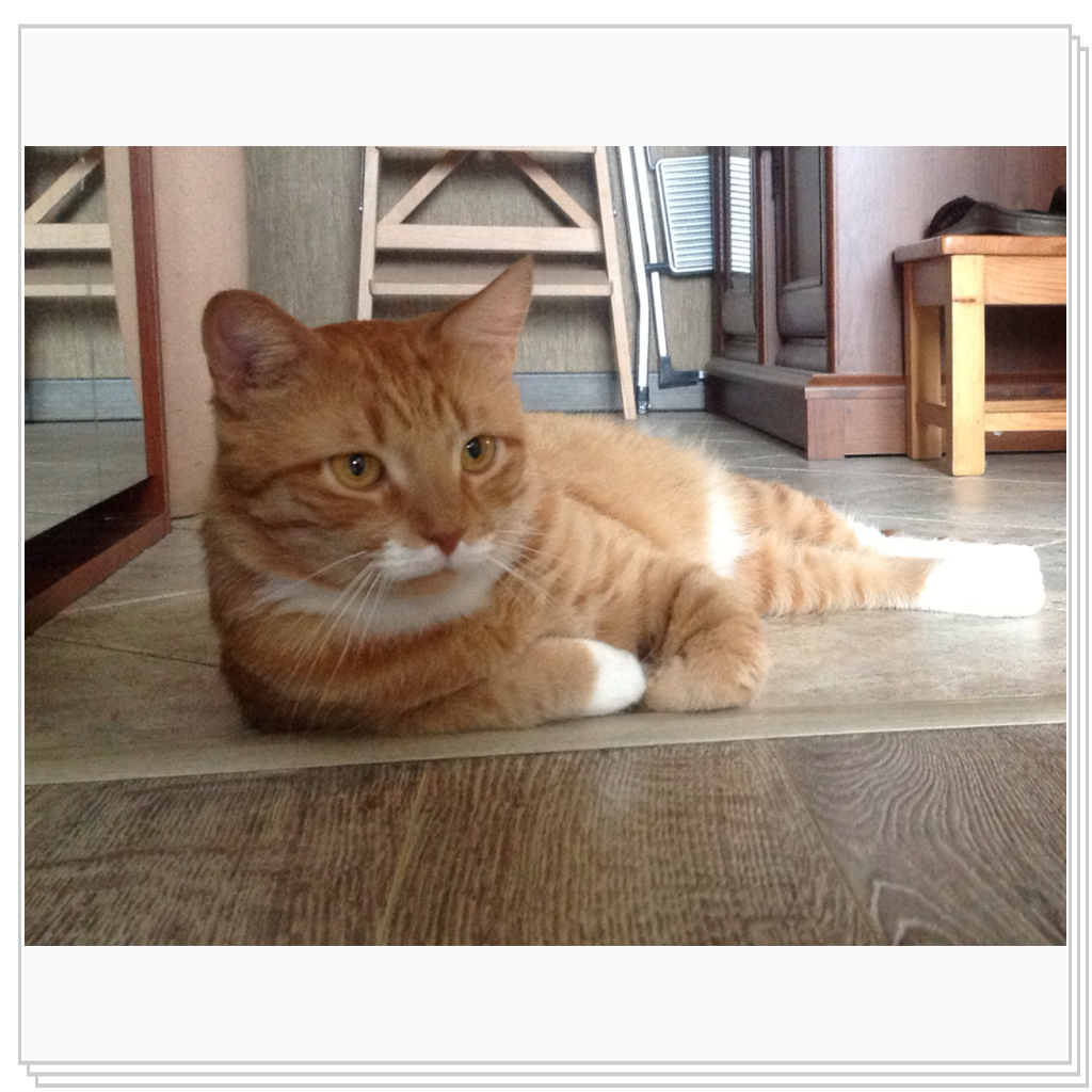 Греется на солнышке