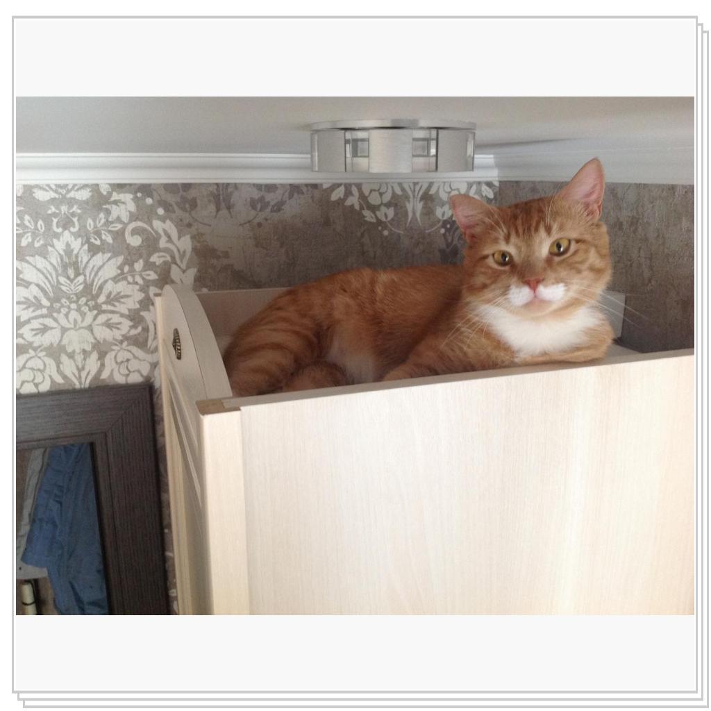 На верху все кошки любят