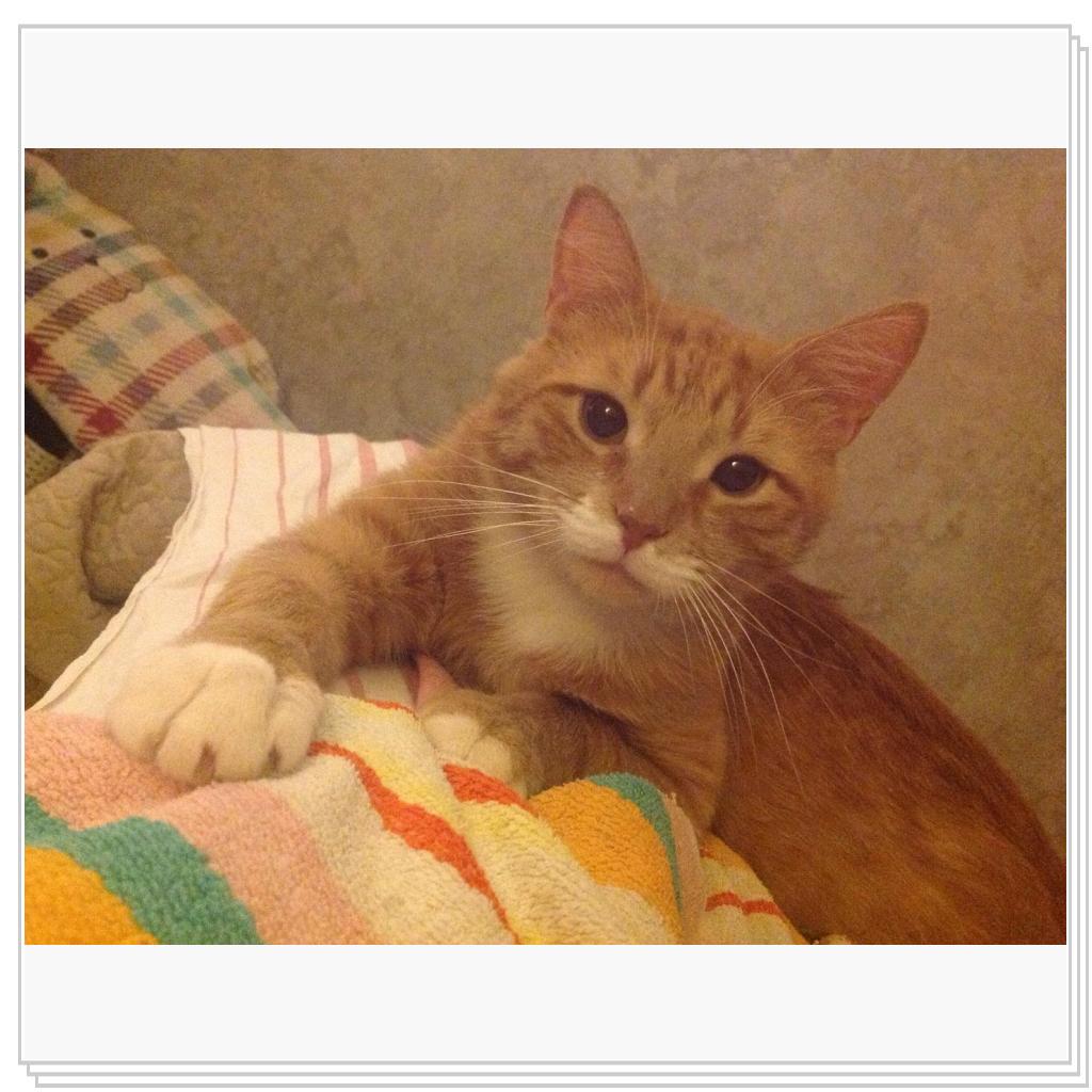 Рыжевский-красачик