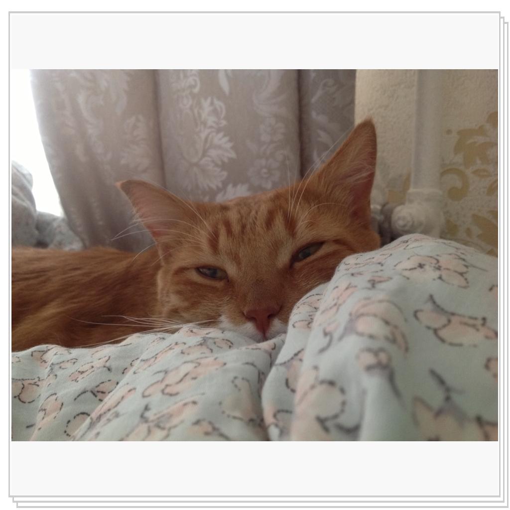 Нежится среди подушек