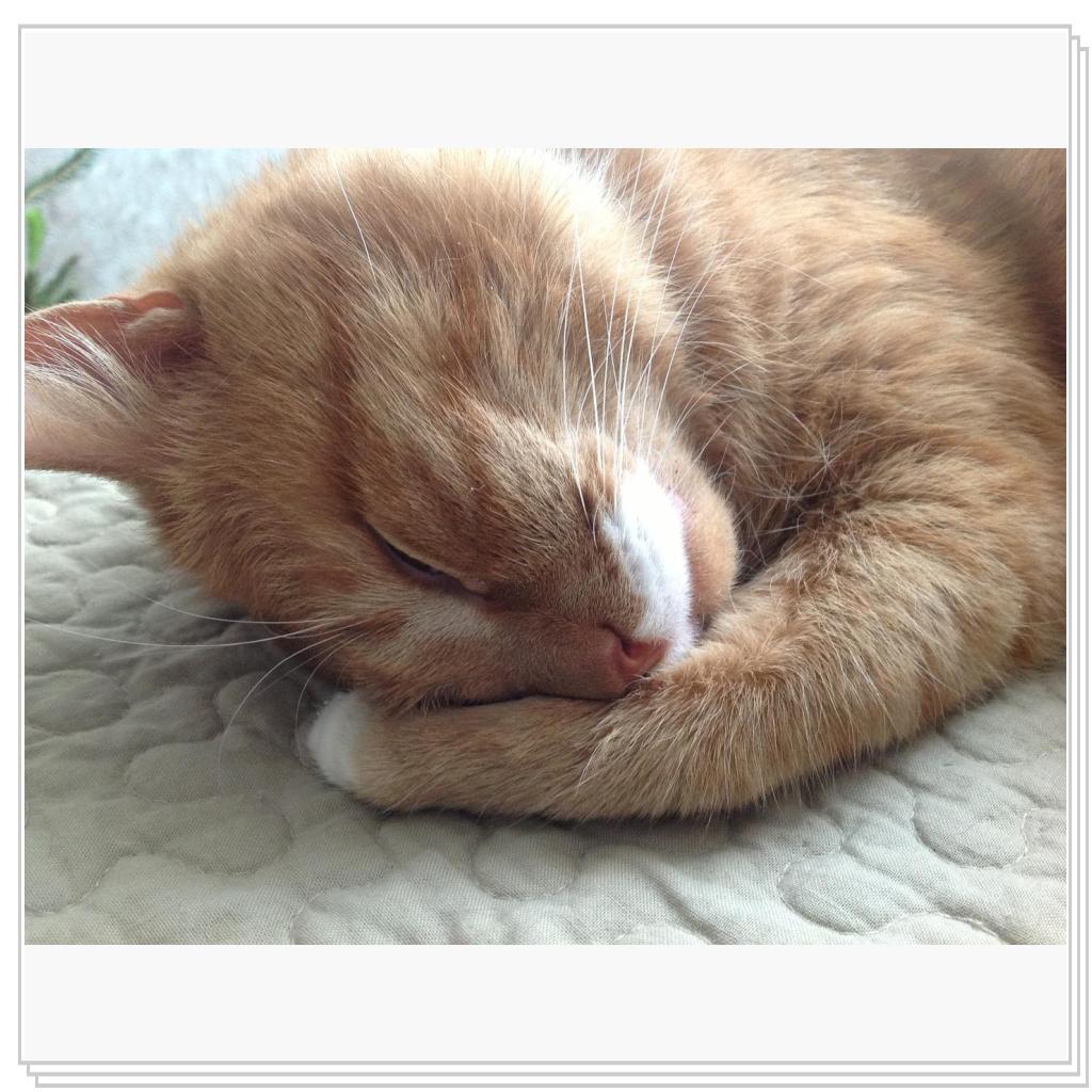 Прячем нос- к похолоданию