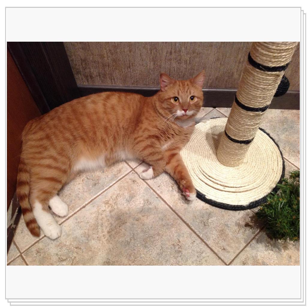 Купили когтеточку