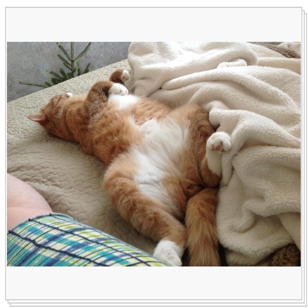 Брюхо чеши,а?