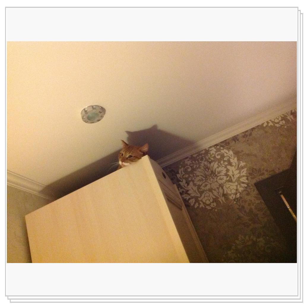 Рыжевский на шкафу