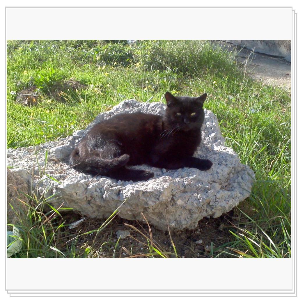 Кошки Севастополя