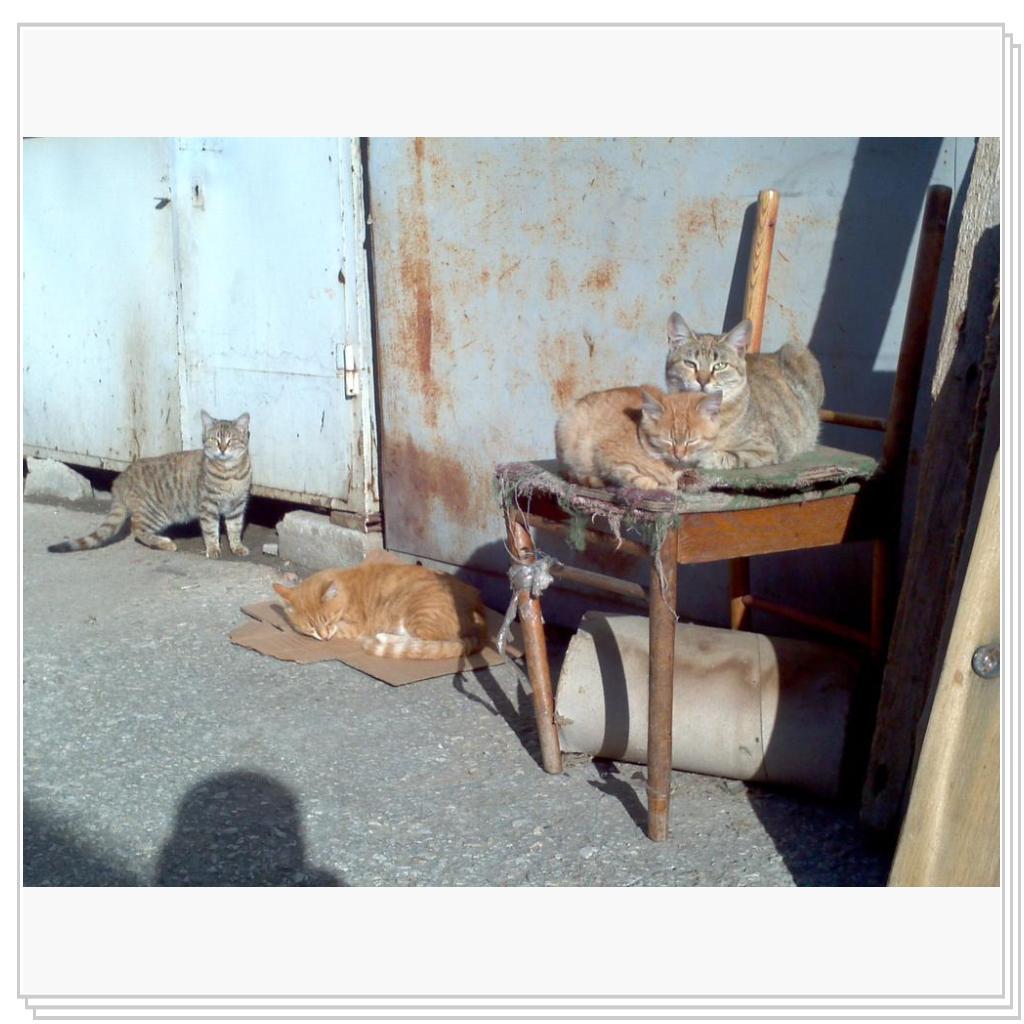 Кошки Севастополя