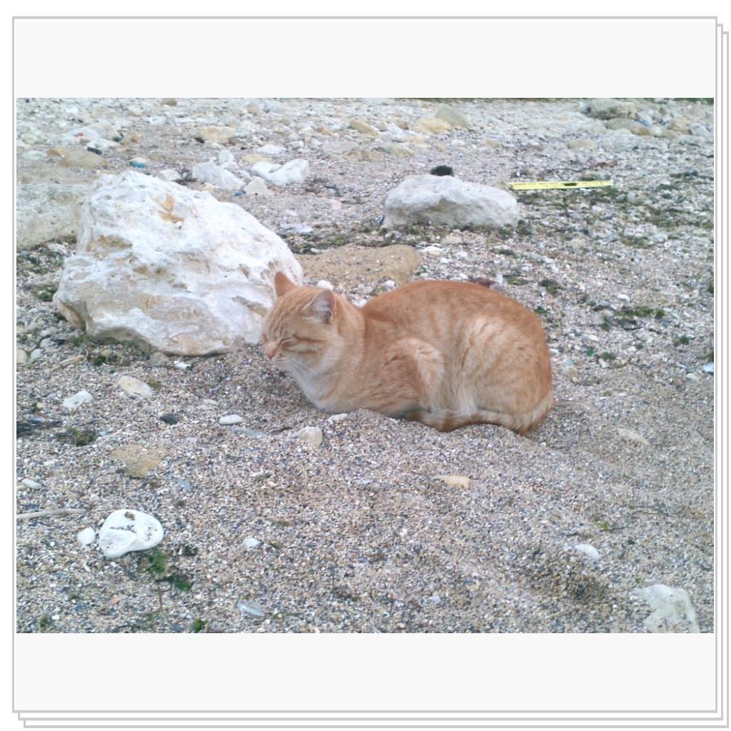 Кошки Севастополя