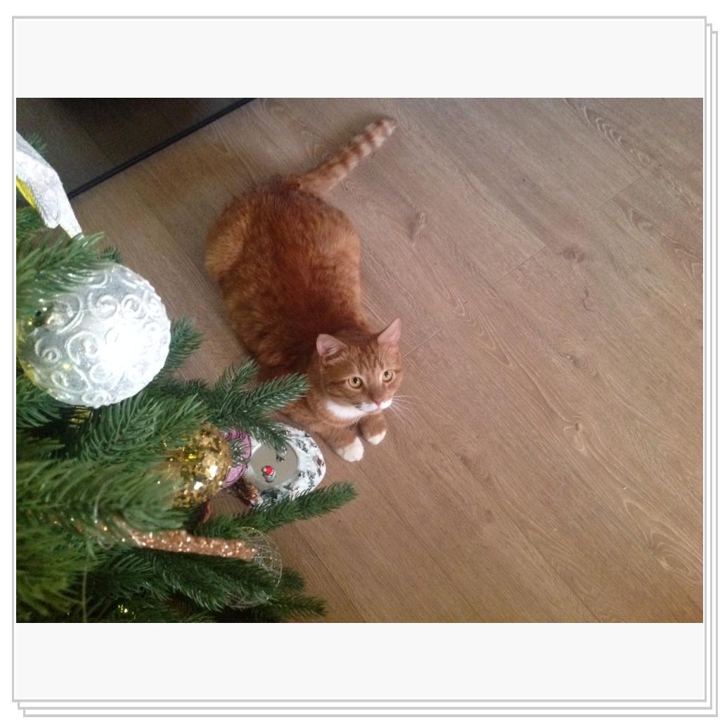 Рыжевский, елка, Новый год!