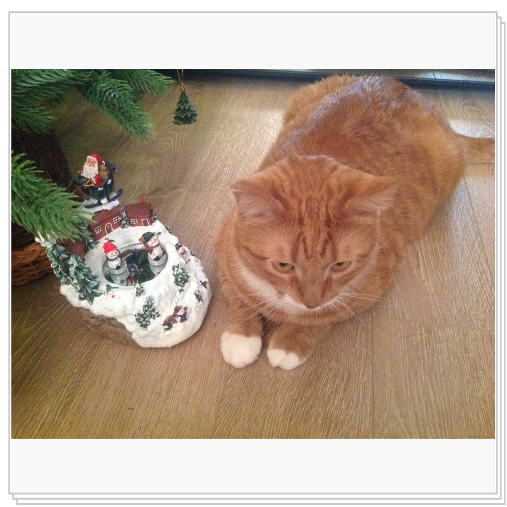 Рыжевский и елка