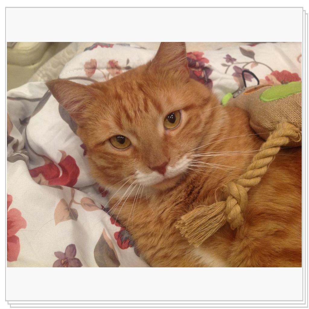 колбасы принесла? чего тогда разбудила?