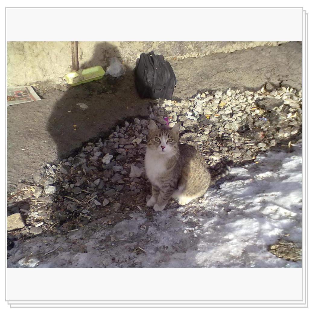 Мои Подопечные