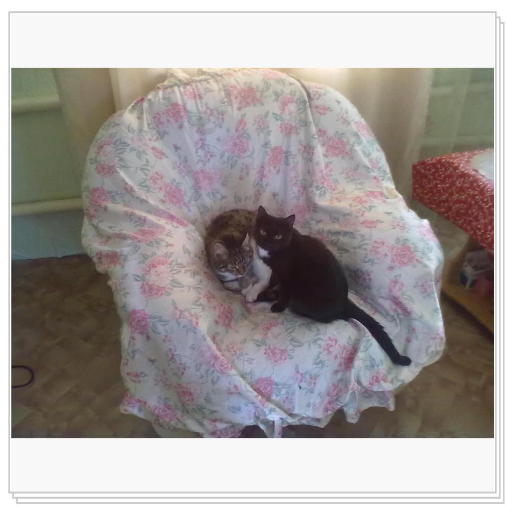 Муся и Барсик