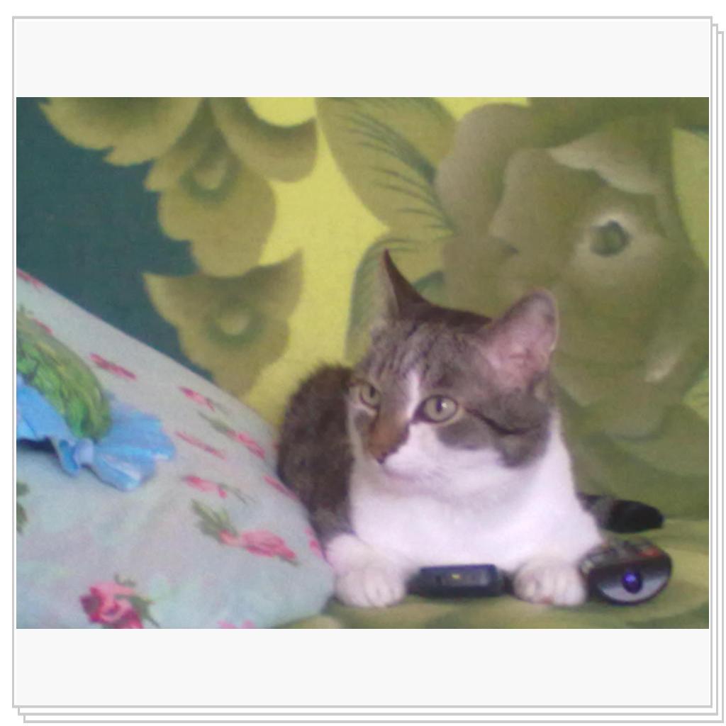 Мои Любимые