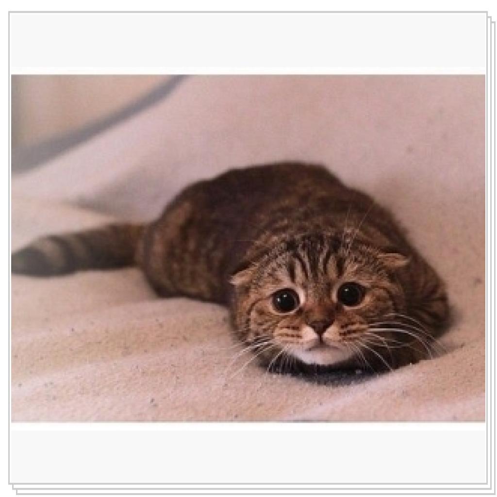 Правда лапочка