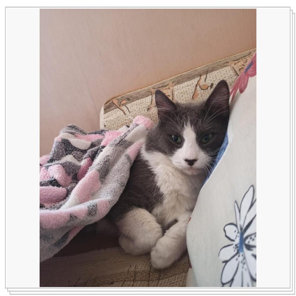 Кот из том и джери