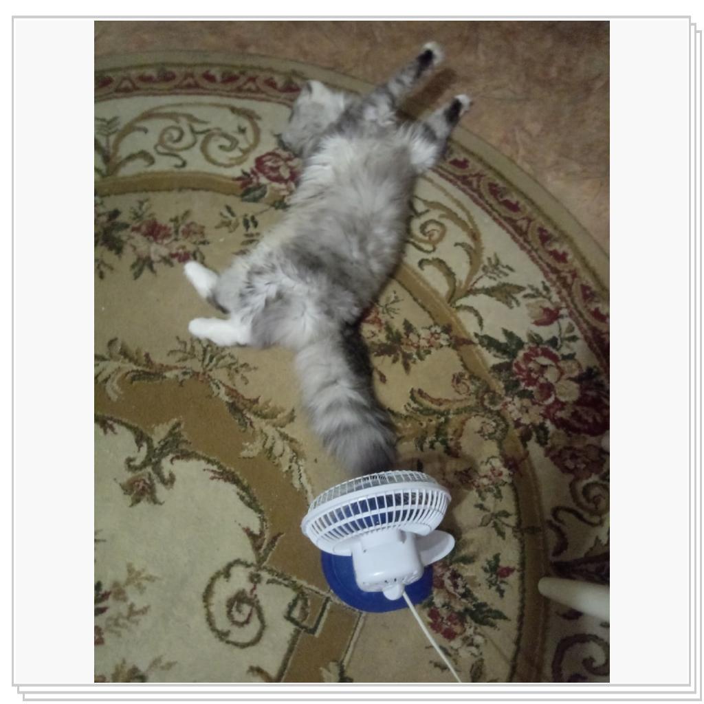 Тихон и Барсик