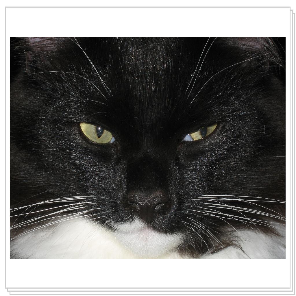 Явно родственники среди медведей есть...