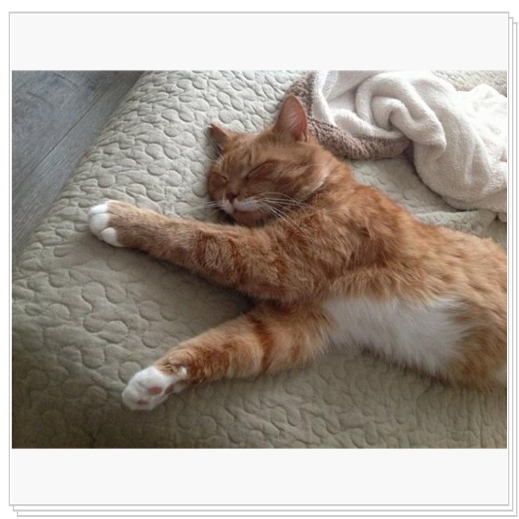 Рыжевский дрыхнет