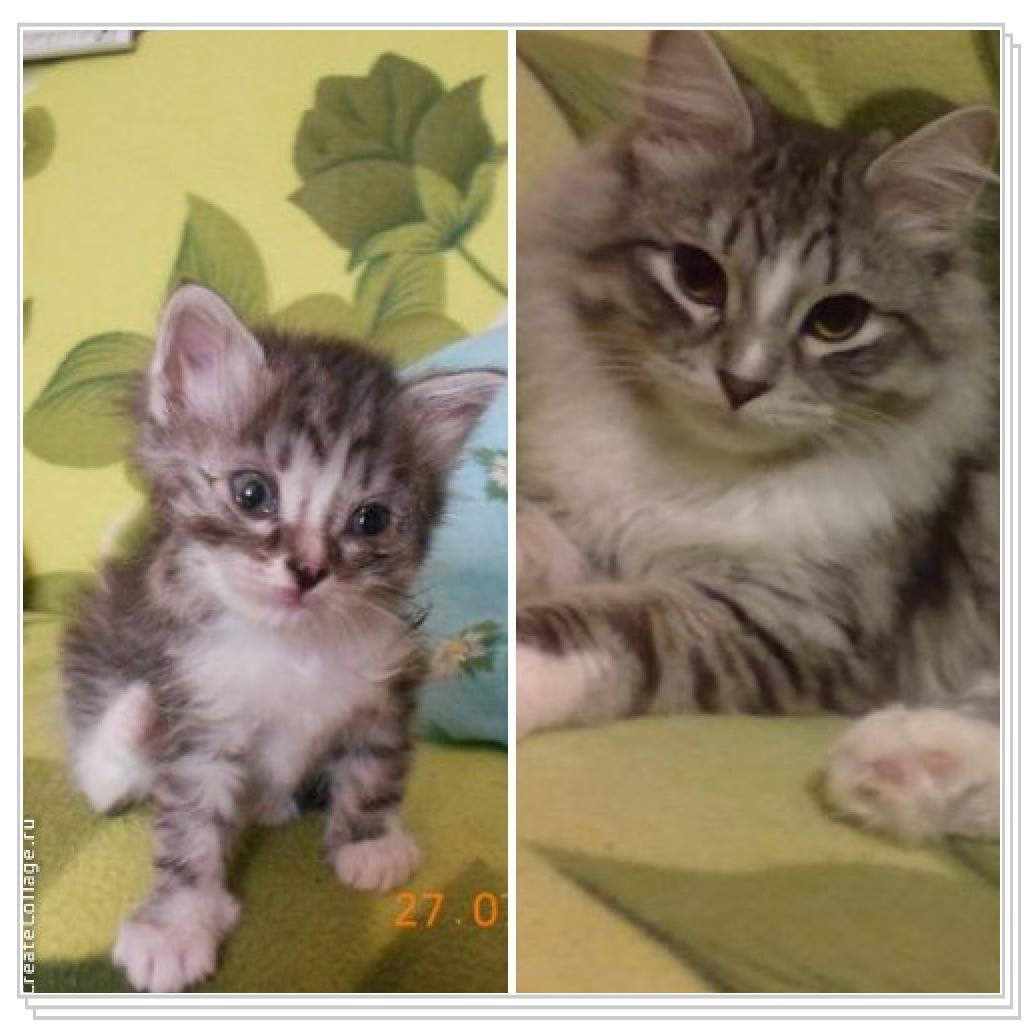 Тишка новые фото