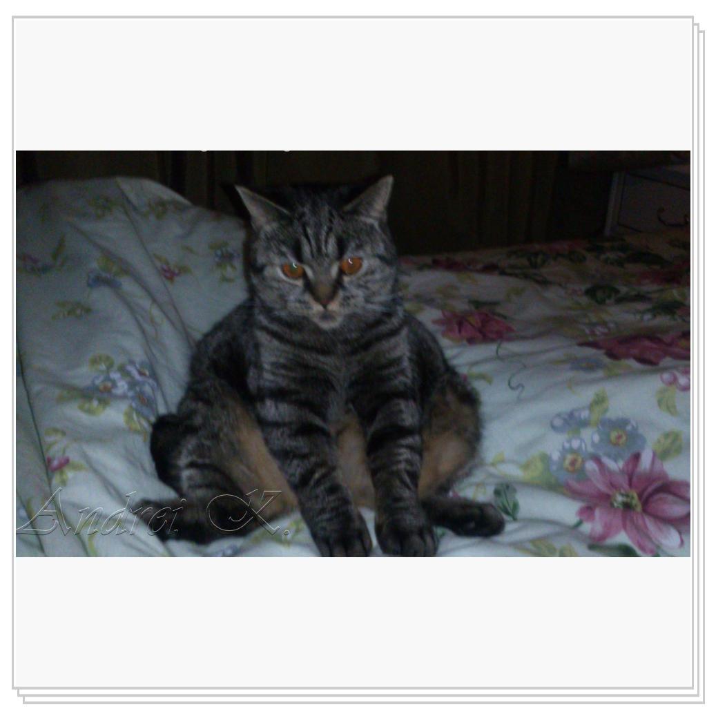 Шотландская кошка. Мила