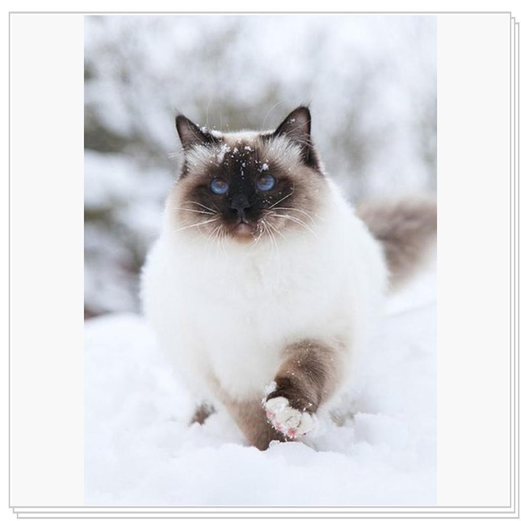 Просто кошки