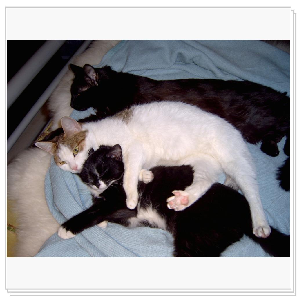 Дася охраняет Джиму