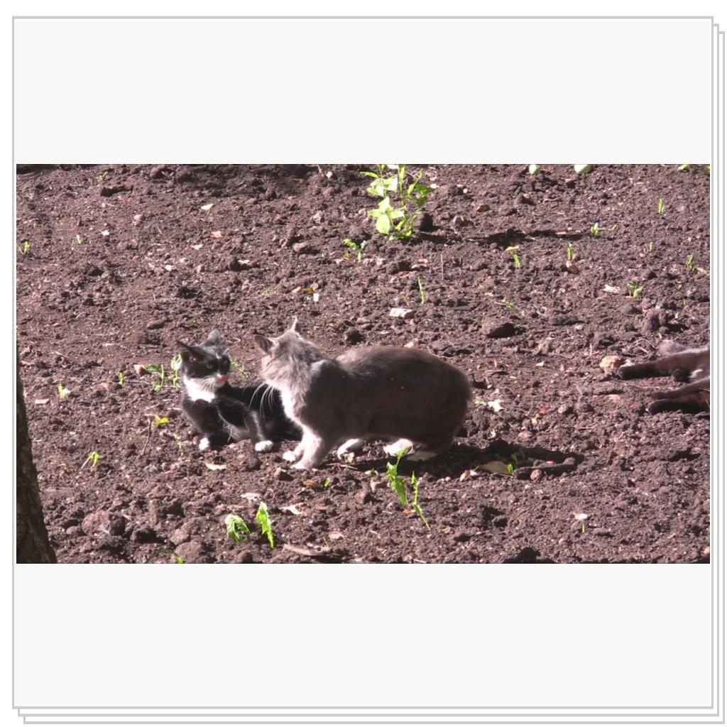 Разборки кошаков