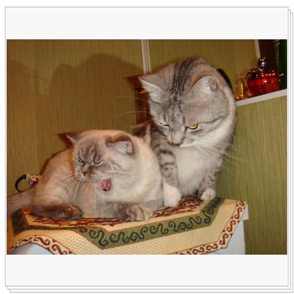 Вот такие мы- Лео и Мотя!