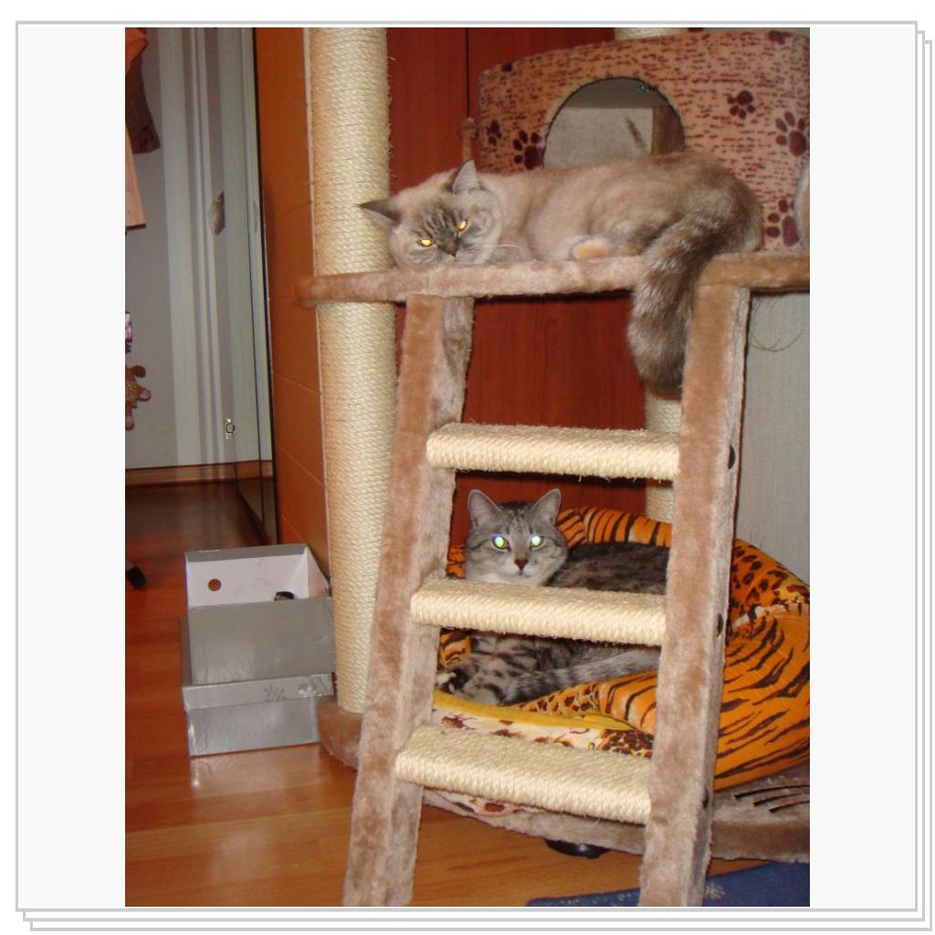 Кошачьи игры