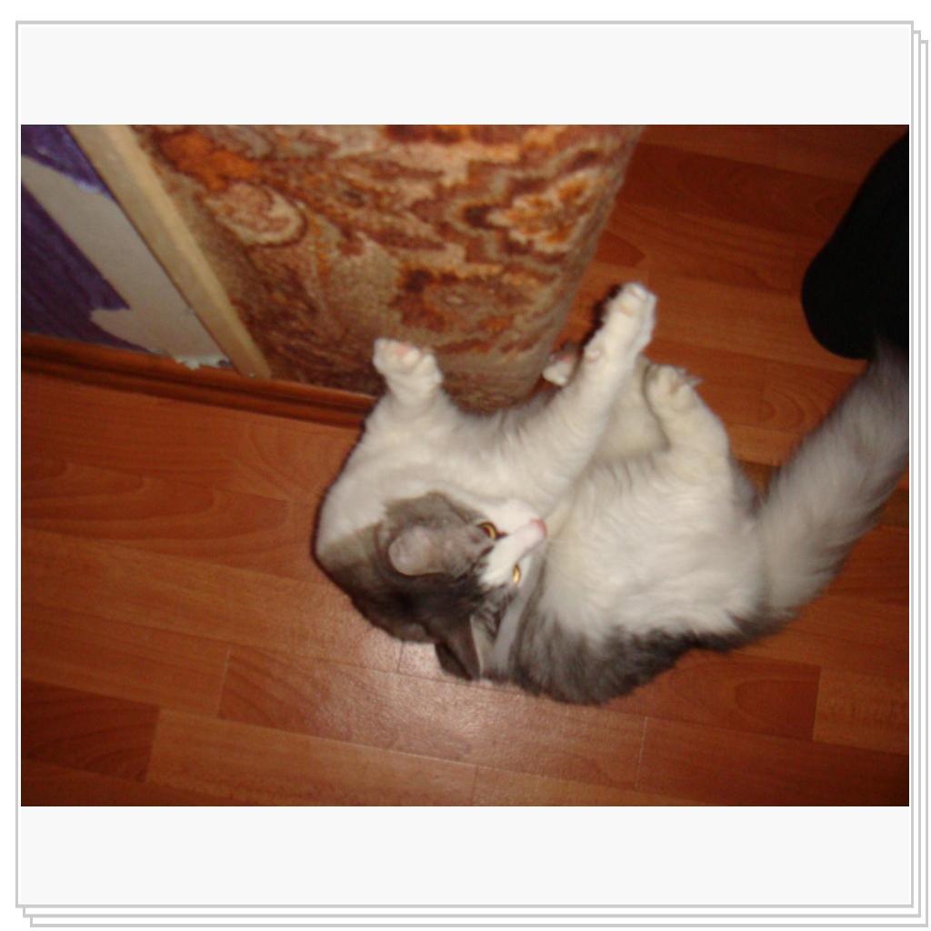 Можно и обои порвать, пока хозяйка разрешает