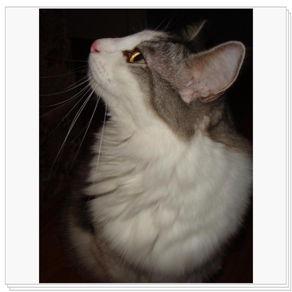 Вот такой красавец Степа!