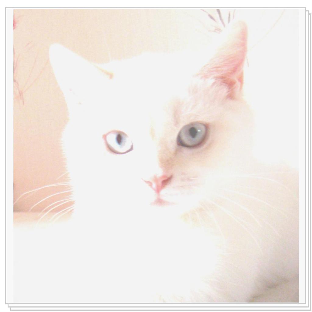 Беня-очень красивый кот