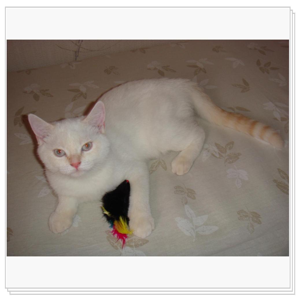 Мышка-любимая игрушка