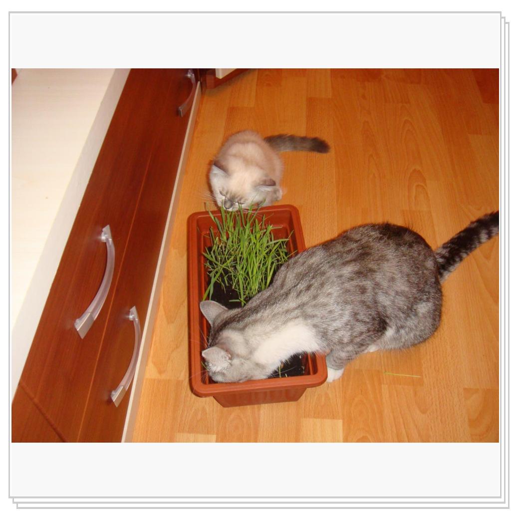 А говорят коты - мясоеды))