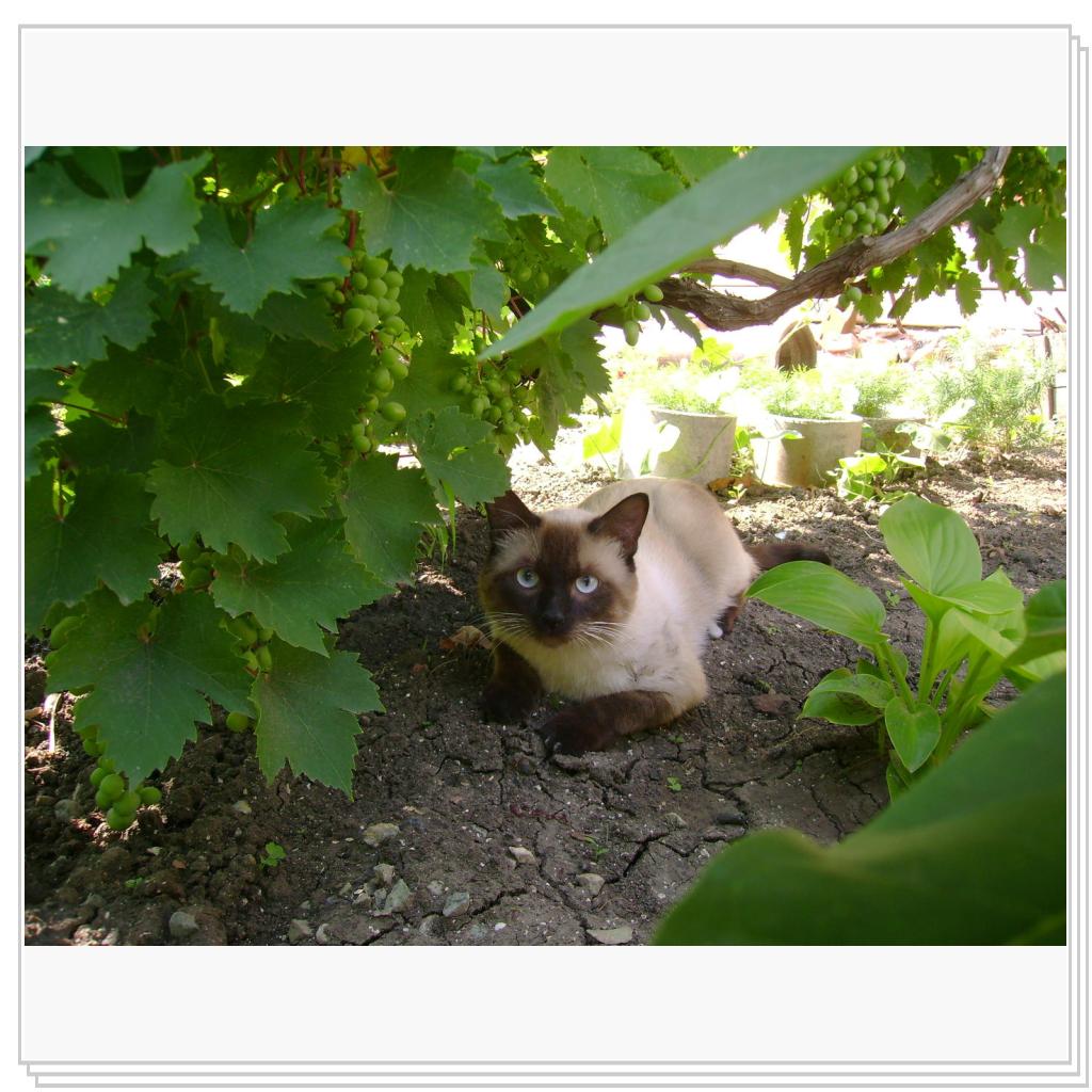 в ожидании урожая